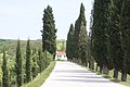 Oprtalj cypress tree-lined road
