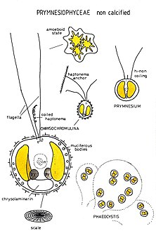 nicht-kalzifizierte Prymnesiophyceae