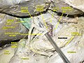 Hepatic portal vein. Abdominal cavity. Deep dissection.