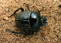 Soutpansberg dung beetle, Scarabaeus schulzeae, a Soutpansberg endemic