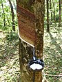 Image 49Latex collecting from a rubber tree (Hevea brasiliensis) (from Tree)