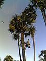 A young Toddy-picker climbing a palm tree to collect palm wine, visakhapatnam, India.