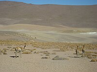Vicuñas on road to El Tatio geysers, San Pedro de Atacama, Antofagasta Region, Chile (2011)