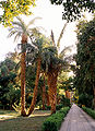 Palm trees at Aswan Botanical Garden