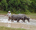 Image 34Water buffalos in the paddy fields (from Agriculture in Cambodia)