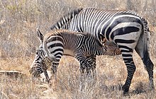 Mountain zebra suckling a foal