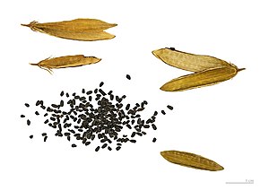 Seed pod and seeds