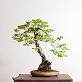 Vine Maple bonsai