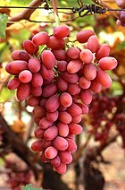 For reverting vandalism on Tupac Shakur and for inventing the vandal-script you get a bunch of grapes. Enjoy. :) Sam Vimes 22:31, 11 November 2005 (UTC)