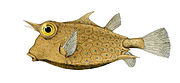 Lactoria fornasini is a poisonous species of boxfish