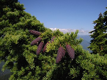 Foliage and cones of subsp. mertensiana