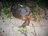 Critically endangered hawksbill turtle