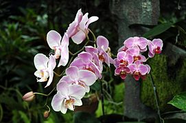 Phalaenopsis hybrids in orchid house