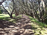 Pukekawa Centennial Glade path, created in 1940, to commemorate the founding of Auckland 100 years earlier.