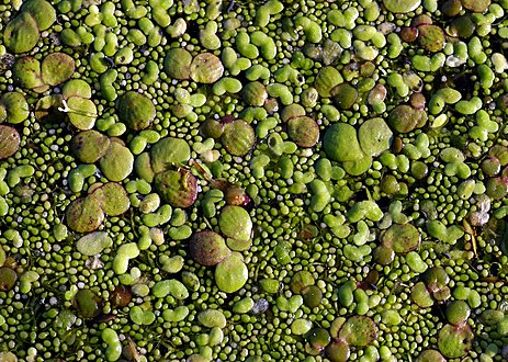 Duckweed on a pond Niche differentiation by size: greater duckweed, lesser duckweed and rootless dwarf duckweed