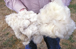 Schafwolle vor der Weiterverarbeitung