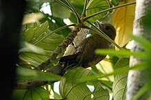 A small brown bird with a light blue beak and dark tail feathers is visible through tree leaves