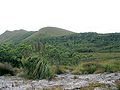 Hügel bedeckt mit „Buttongrass moorland“ in typischer Verzahnung mit Eukalyptuswäldern