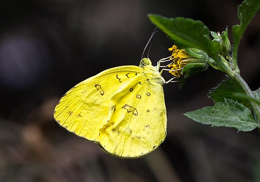A feeding yellow butterfly. I know Jee's told me what this is, but I forget.
