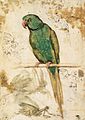 Giovanni da Udine (1487–1564) Study of a Parrot between 1515 and 1520
