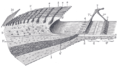 Spiral limbus and basilar membrane.