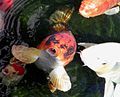 Image 1Koi are ornamental domesticated varieties of the common carp Cyprinus carpio, originated from China and widely spread in Japan. They are very closely related to goldfish. The word "koi" comes from Japanese meaning "carp".