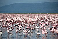 Colony of lesser flamingos at Lake Nakuru