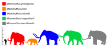 Colored silhouette of a mammoth, relative in size to a human and past and present elephants