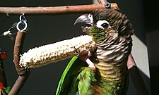 Scratching the neck with a corn cob, an example of tool use