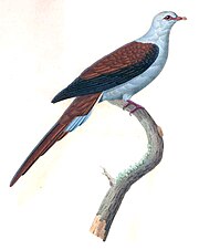 Illustration of great cuckoo-dove