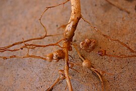 Cowpea (Vigna unguiculata spp.) roots.