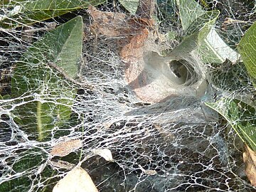 The sprawling funnel web with funnel wedged between leaves of a wild fig