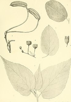 Botanical illustrations, 1907