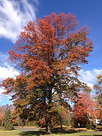 Mature pin oak displaying typical bronze autumn coloration