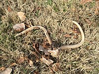 Antlers found shortly after being shed by a whitetail deer in eastern Oklahoma