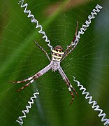 Argiope aetherea with cross shaped web decoration