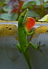 Male anole with extended dewlap