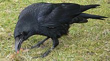 A carrion crow picking a small food item from short grass. This species will raid the nests of wetland waders for eggs and chicks.
