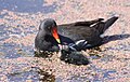 A moorhen family in the sanctuary