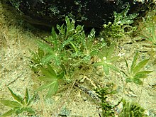 Image showing multiple shoots of H. engelmanni which are green seagrasses that have blades arranged in a star-like shape. They are short and low to the substrate with thin stems