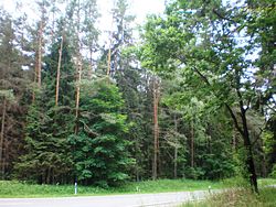 Kazlų Rūda forests