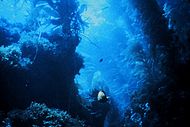 An underwater shot of a kelp forest