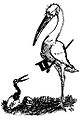 Lampoon's Ibis Mascot c.1888
