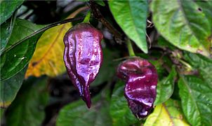 Purple ghost pepper