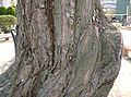 Bark of Salix babylonica