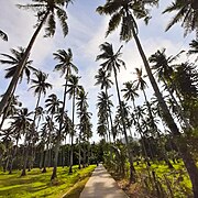 A coconut grove in Dapitan