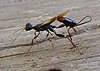 Living Stephanidae wasp