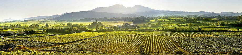 View of Vaucluse vineyards producing Provence wine