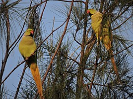 Parakeets at the Parrot Bird Sanctuary