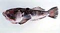 Image 16The stargazer Uranoscopus sulphureus (from Demersal fish)